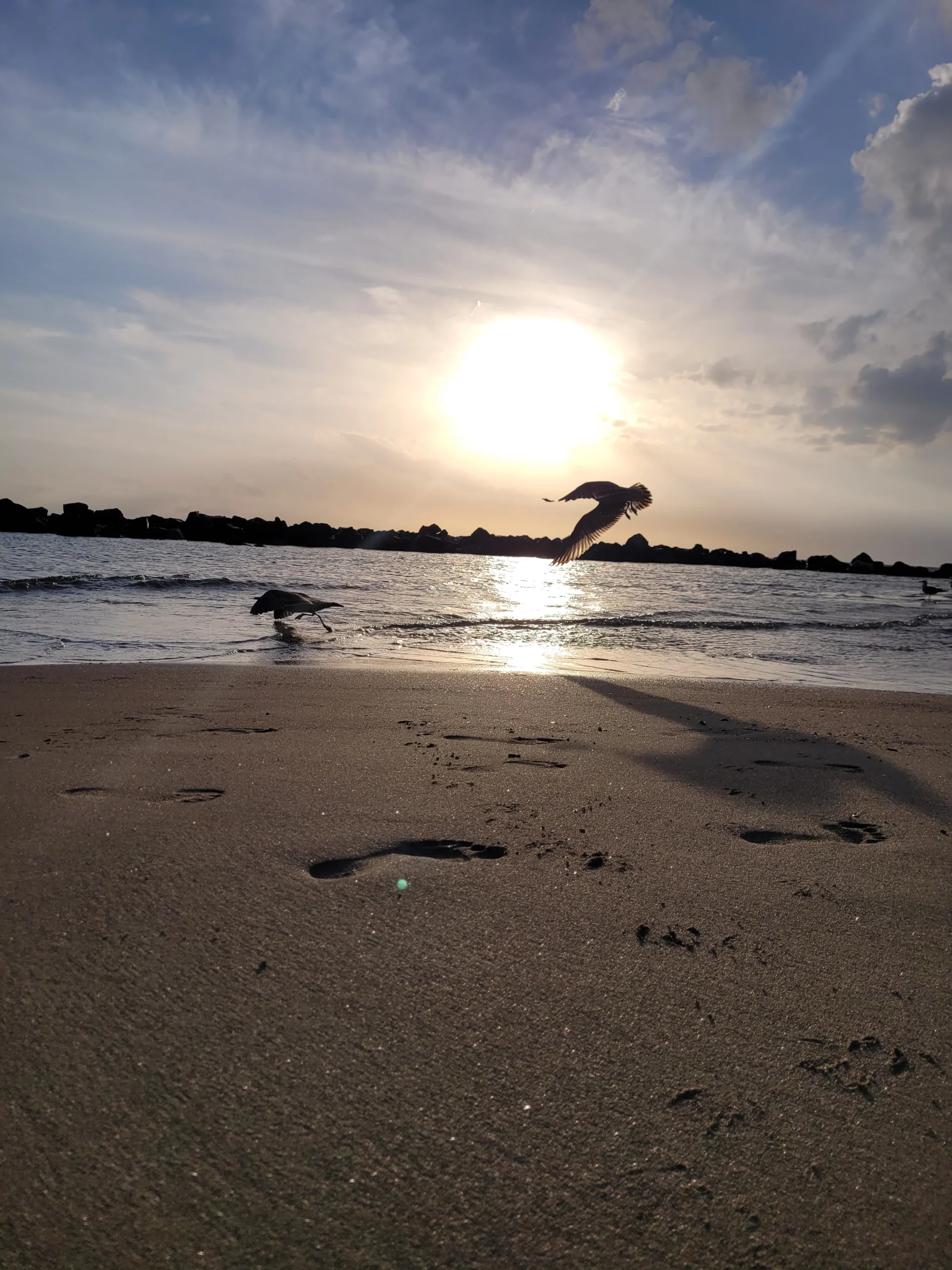 Seagull in flight at sunset on Fiumicino beach near Rome