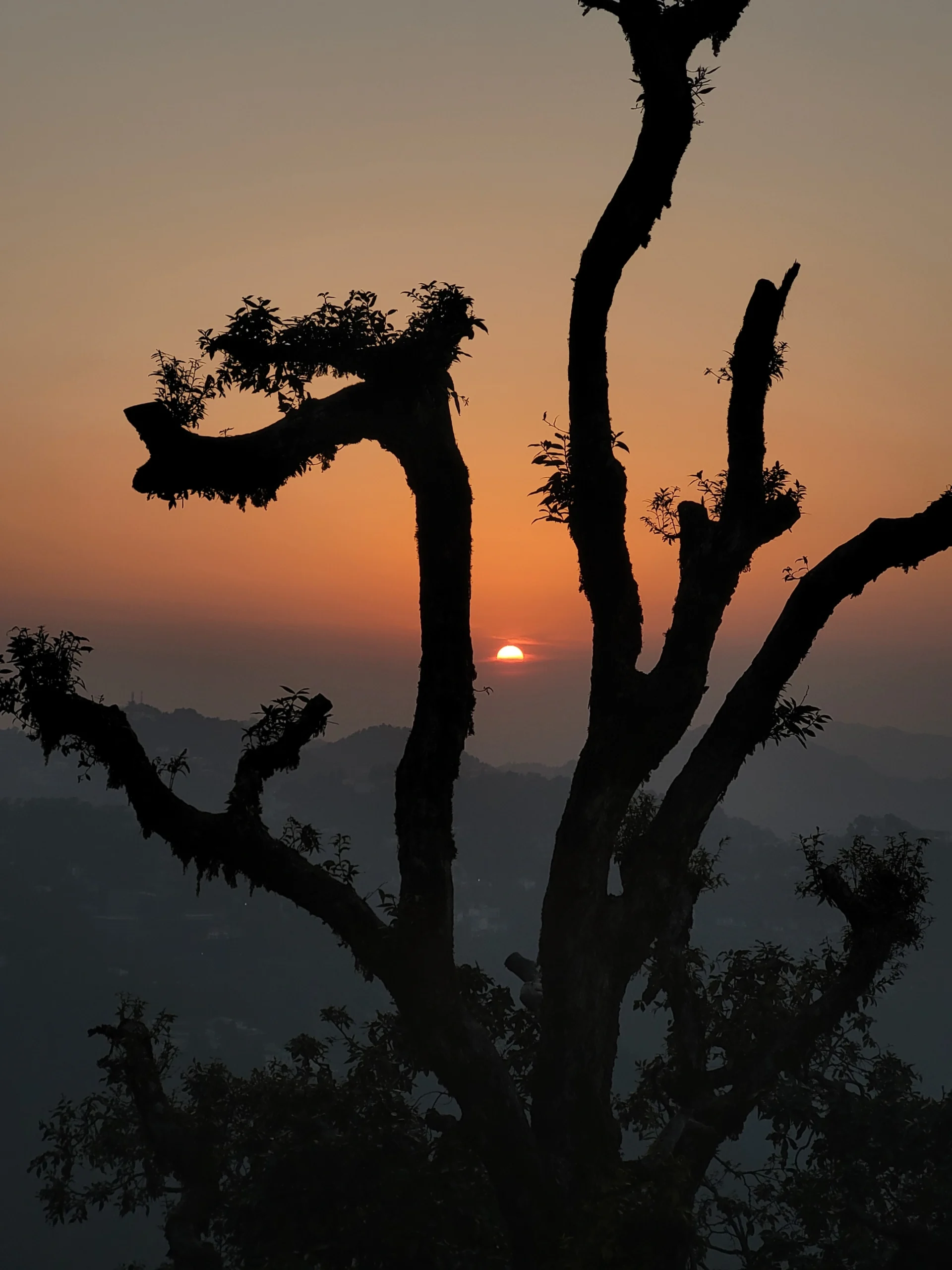 Sunrise silhouette through tree branches over Himalayan foothills in Uttarakhand